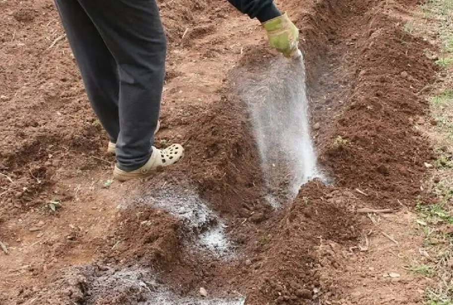 Пересадка помидоров в грунт