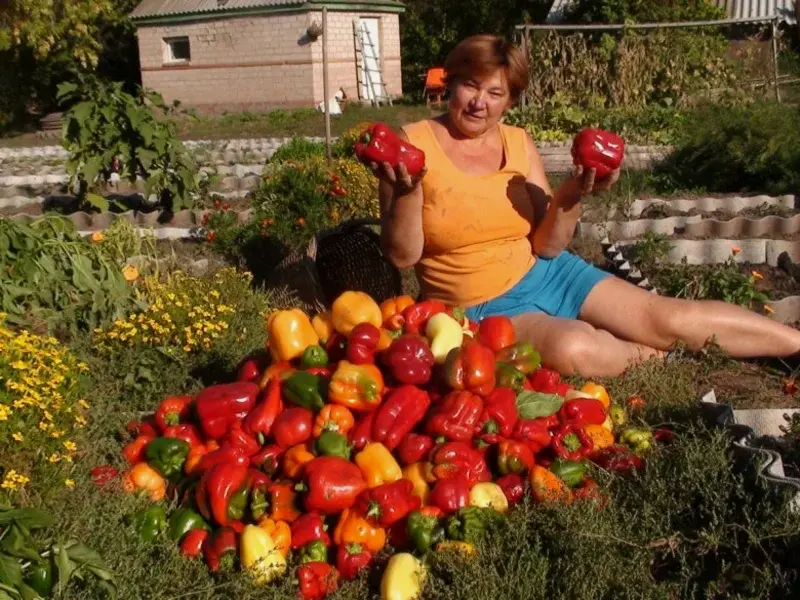 Пересадка помидоров в грунт