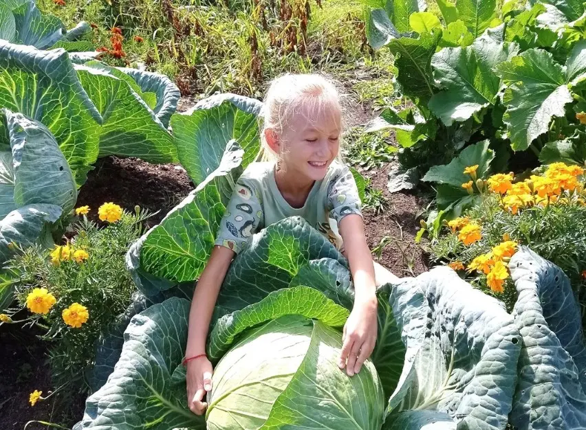 Пересадка помидоров в грунт