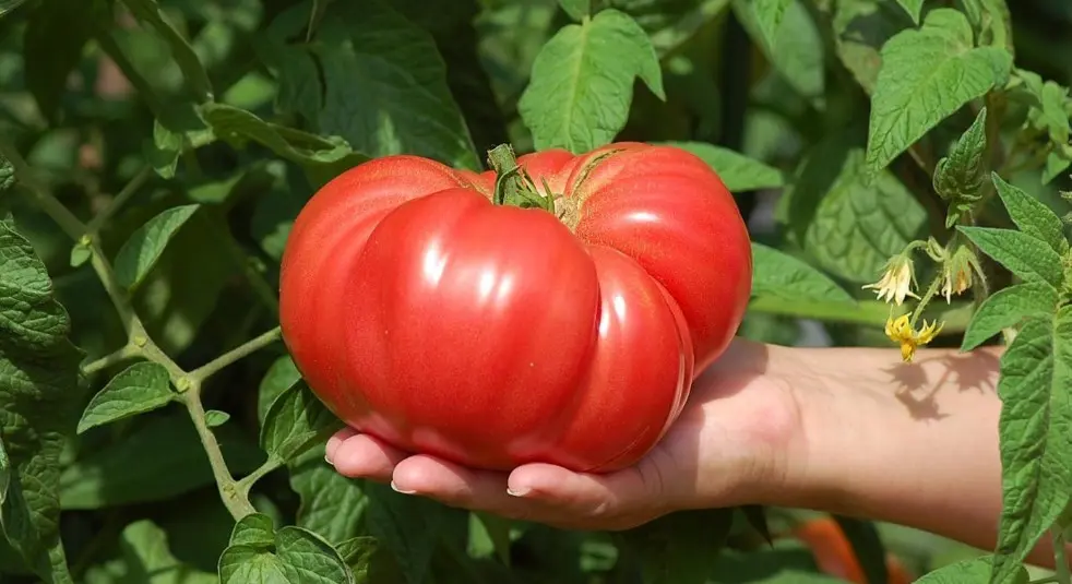 Пересадка помидоров в грунт