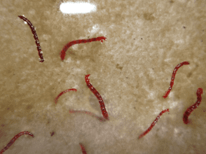 Картинка продукта