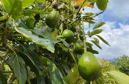  Iniciativa busca mejorar prácticas para la agricultura sostenible de café y aguacate 