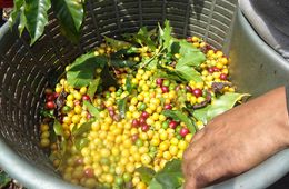  El café fue el cultivo asegurado con mayor afectación en 2024 