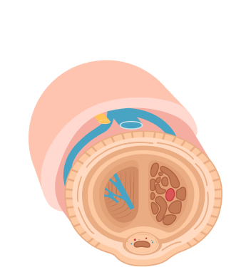 corpora cavernosa before