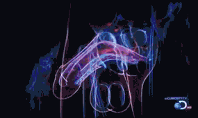 image d'introduction