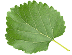 Morwa Biała
