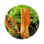 Otofril грибний збір