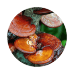 Otofril капсули