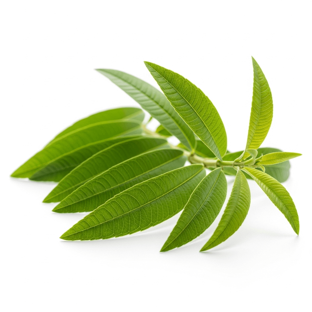 Cedrón - Planta Medicinal