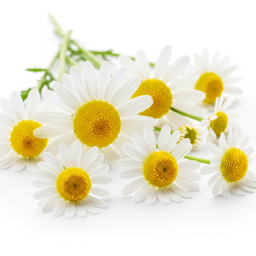 Manzanilla - Flores Naturales